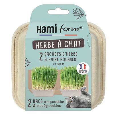 Herbe à chat prêt à faire pousser