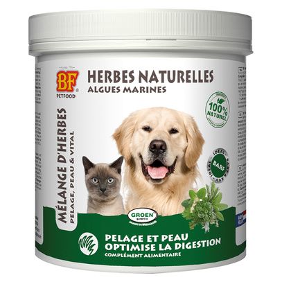 Herbes naturelles pour chat